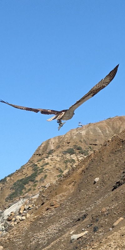 flying osprey clutching a fish